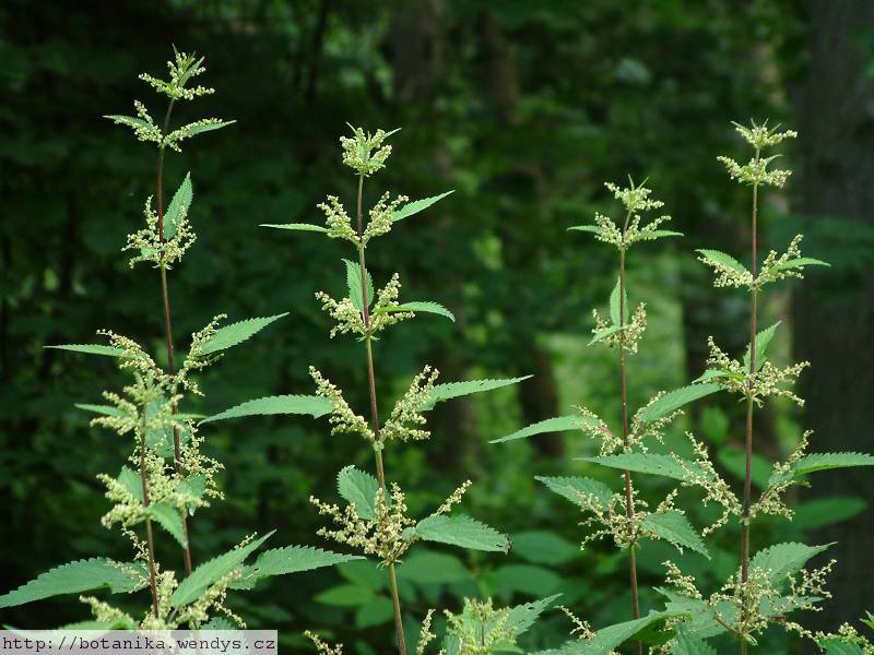 Kopřiva kořen řezaný